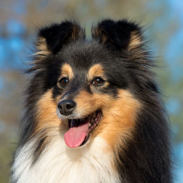 Shetland Sheepdog dog breed Bow Wow Meow Pet Insurance