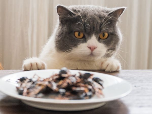 british shorthair cat looking at food on the table