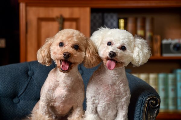 Toy Poodle: Dog Breed Characteristics & Care