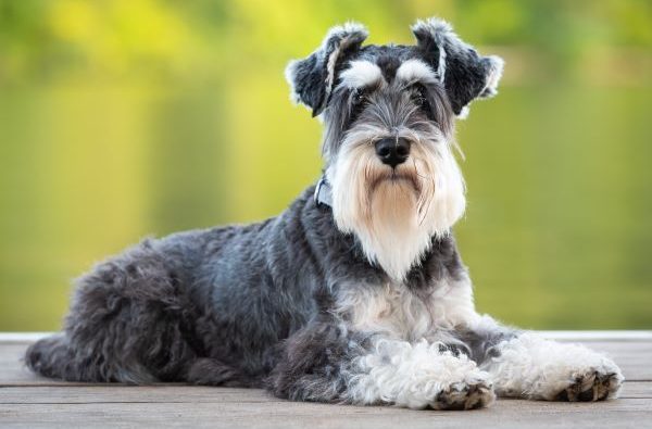 Miniature Schnauzer lying on its stomach looking at the camera