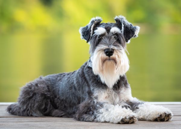 Miniature Schnauzer dog breed Bow Wow Meow Pet Insurance