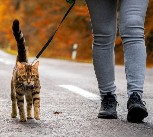 Bengal cat breed Bow Wow Meow Pet Insuranc