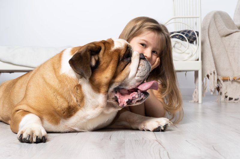 English bulldog lies on the floor with mouth open, tongue protruding and panting