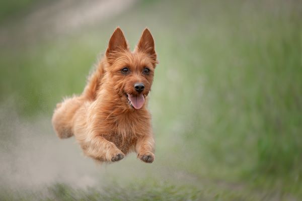 An Australian terrier in flight in a meadow. A flying dog.