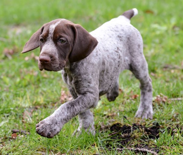 German Shorthaired Pointer dog breed Bow Wow Meow Pet Insurance