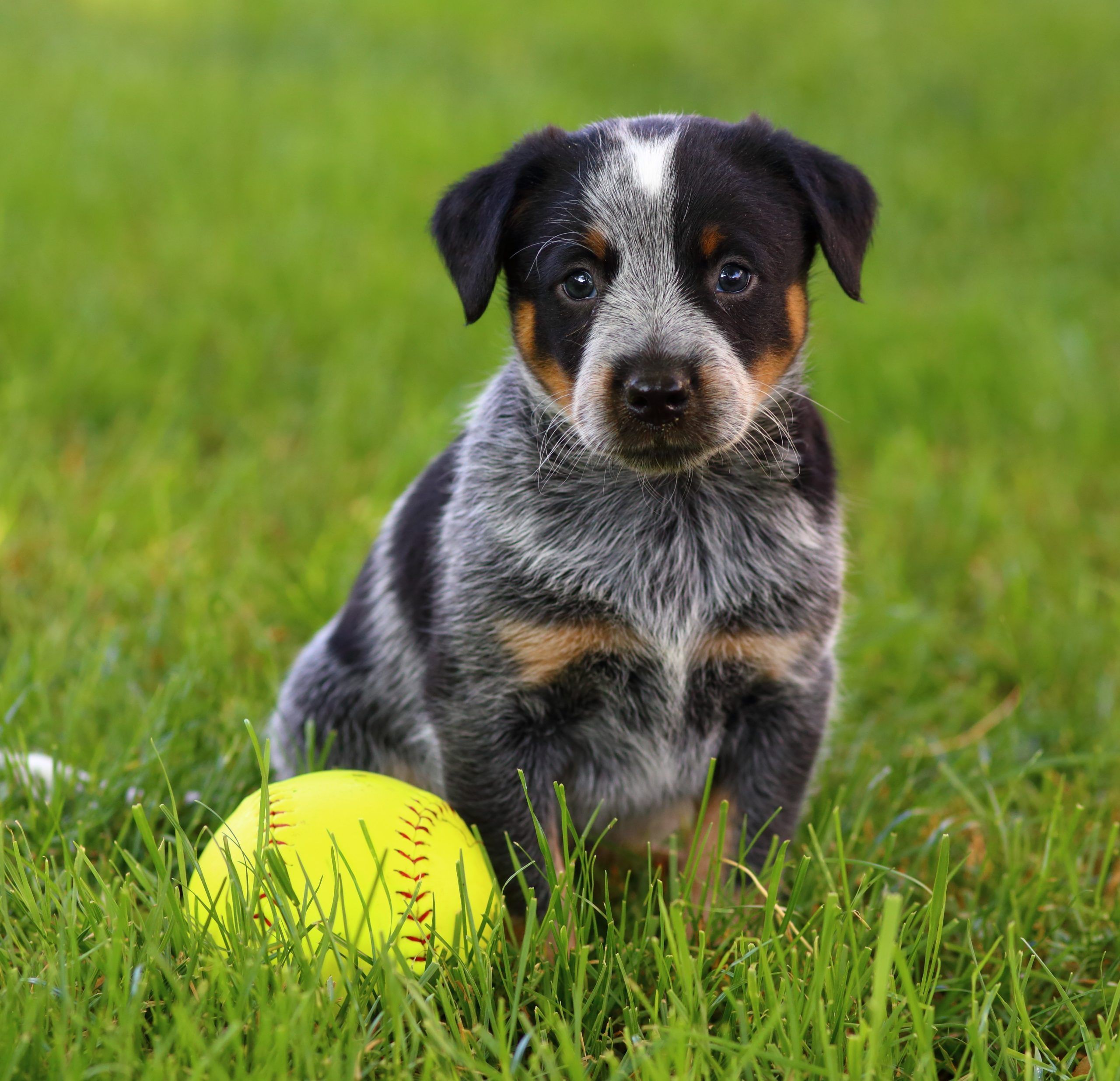 Australian Cattle Dog, aka Blue heeler dog breed Bow Wow Meow