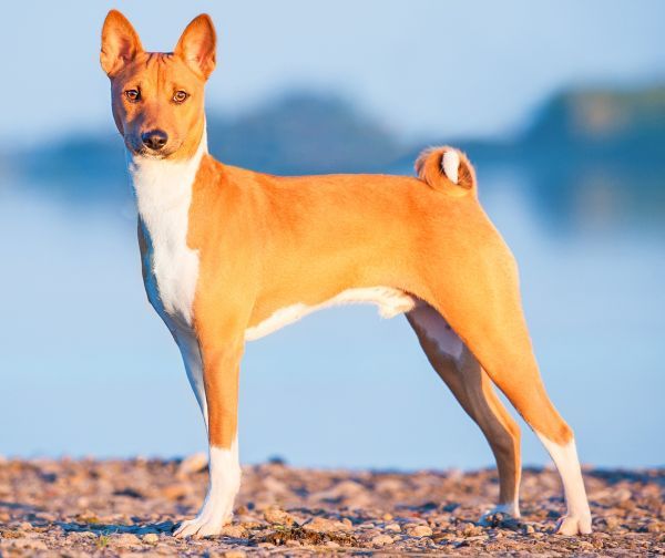Basenji dog standing neat the river