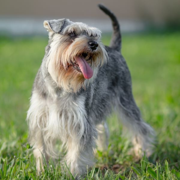 Miniature Schnauzer dog breed Bow Wow Meow Pet Insurance