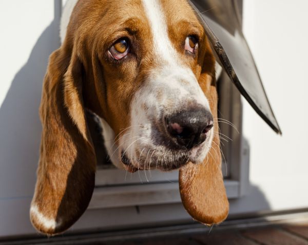 Shy Basset hound poking head out of its dog door