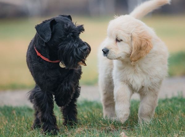 Miniature Schnauzer and Golden Retriever puppy walk together