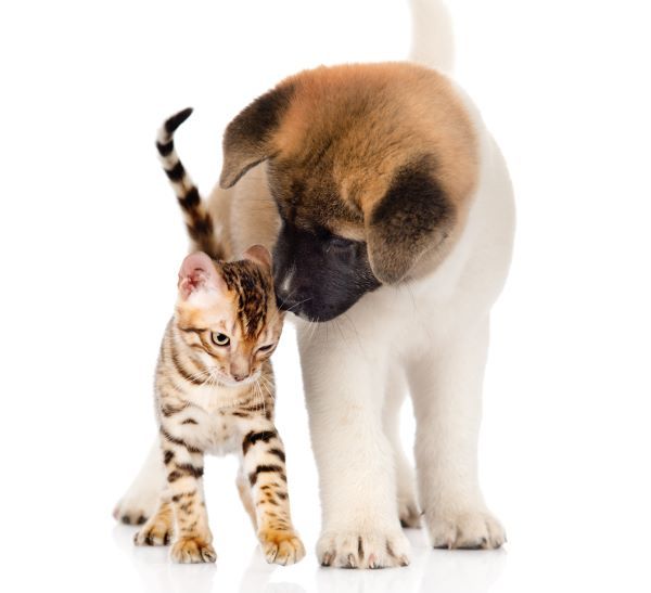 Akita inu puppy dog sniffs bengal kitten