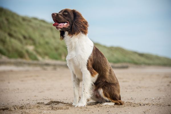 Springer Spaniel sits outside on a sunny day
