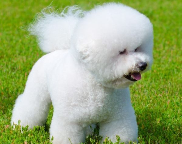 Bichon frise dog breed Bow Wow Meow Pet Insurance