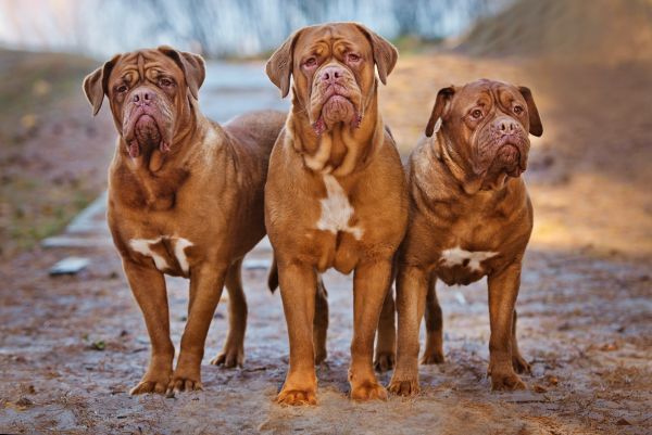 three dogue de bordeaux dogs standing together on a muddy path