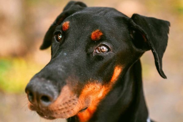 Dobermann dog close up of face