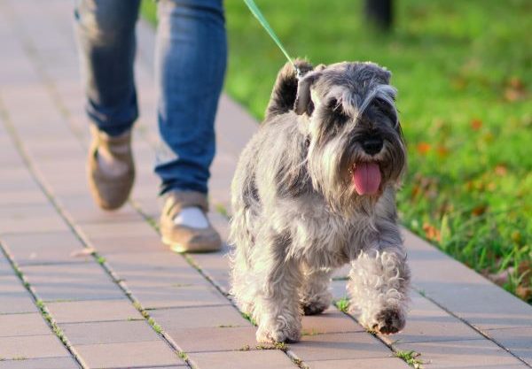 Miniature Schnauzer walking on the lead with their owner behind