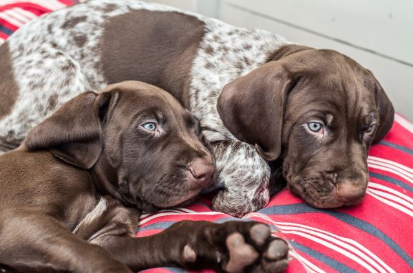 German Shorthaired Pointer dog breed Bow Wow Meow Pet Insurance