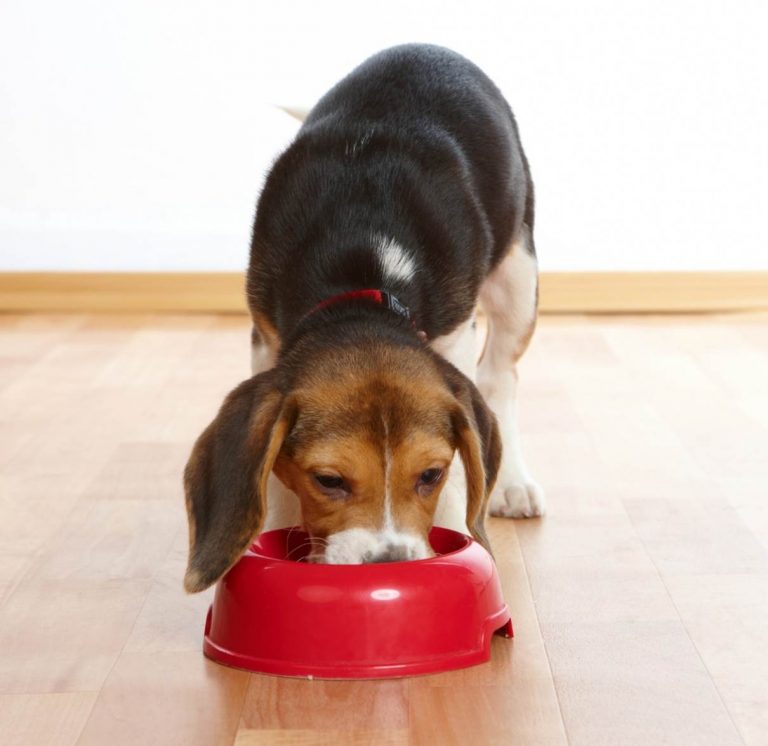 Can dogs eat tomato? Everything you need to know BWM