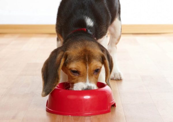 Cute beagle puppy