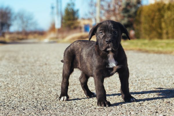 Puppy of breed Cane Corso standing