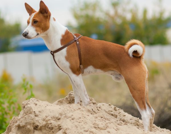Outdoor portrait of Basenji dog
