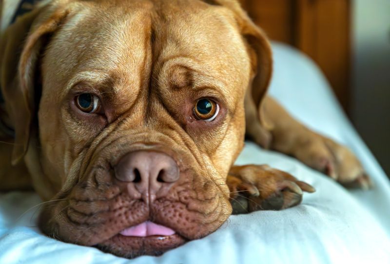 Mabel, a four year old Dogue de Bordeaux (French Mastiff), laying on the bed, tongue sticking out
