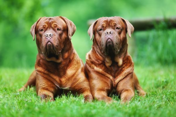 Two adult purebred dogue de bordeaux dogs outdoors on a summer day.
