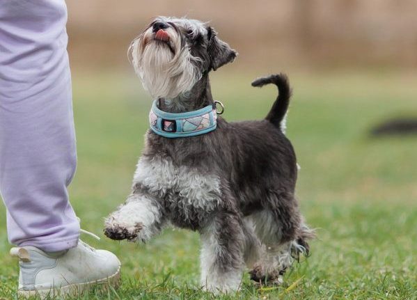 Miniature Schnauzer looking for treats from its owner