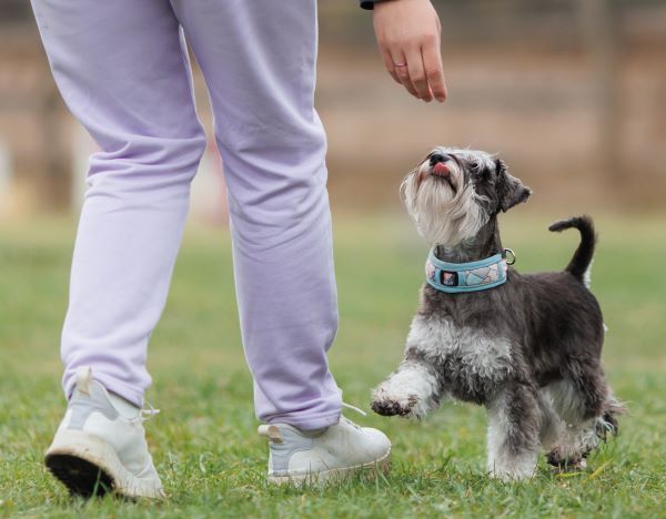 Why does my dog eat poop? Bow Wow Meow Pet Insurance