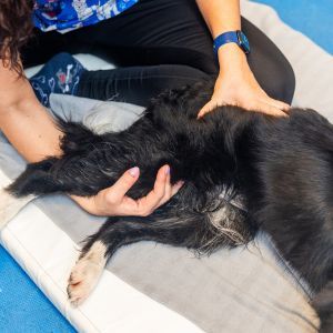 Veterinarian performing physiotherapy on the hind leg a border collie dog to treat hip dysplasia