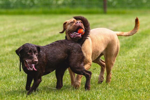 Mabel, a 6 year old Dogue de Bordeaux, has caught the ball, beating 18 month old Chocolate Labrador