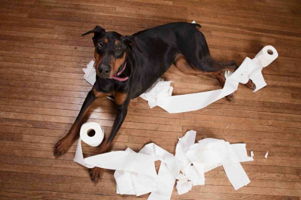 Naughty dog! Doberman lying on a wood floor with toilet paper all over.