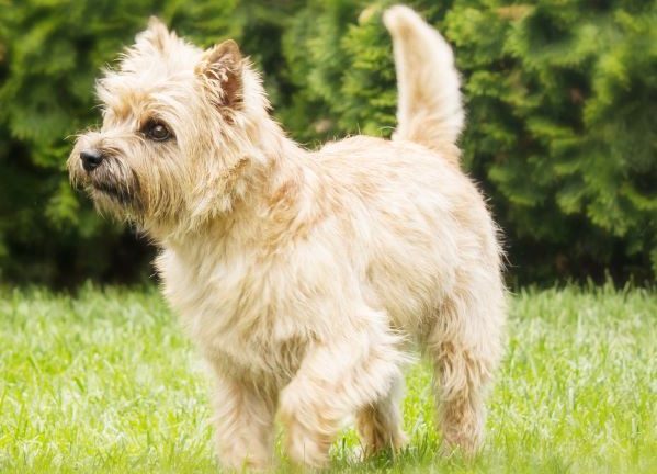 Cairn terrier playing on the grass