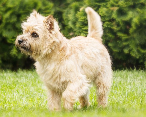 Cairn terrier playing on the grass