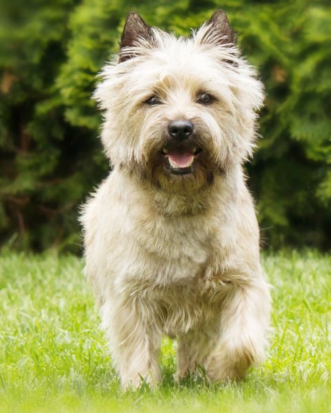 Cairn terrier playing on the grass