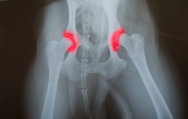 x ray for hip dysplasia - the dog's hips have red marker