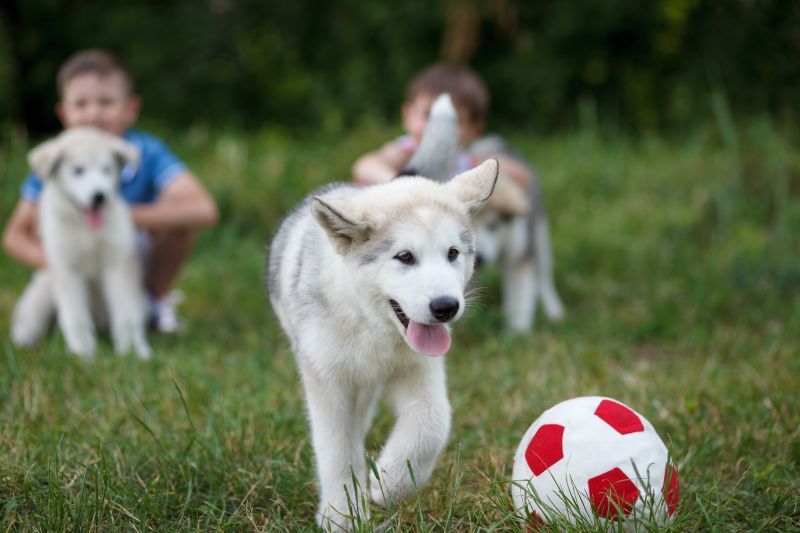 Boys play with malamute puppies and a soccer ball