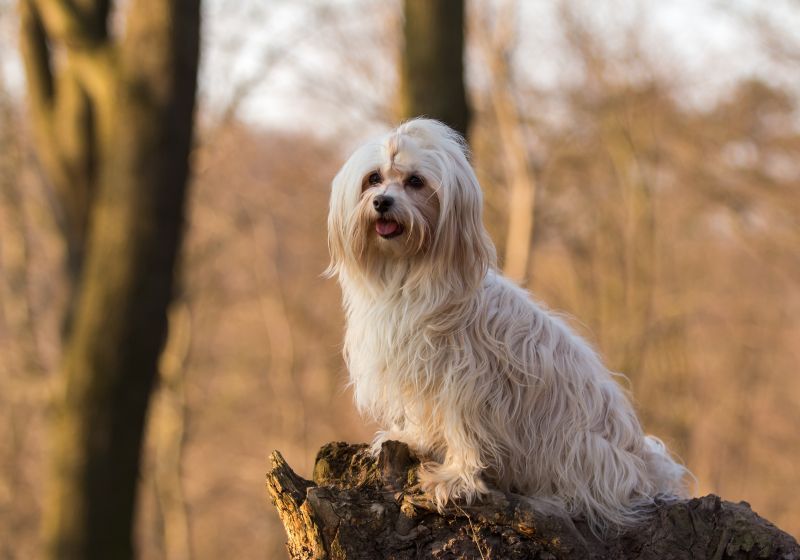 havanese dog sitting on a tree trunk outdoors in the forest
