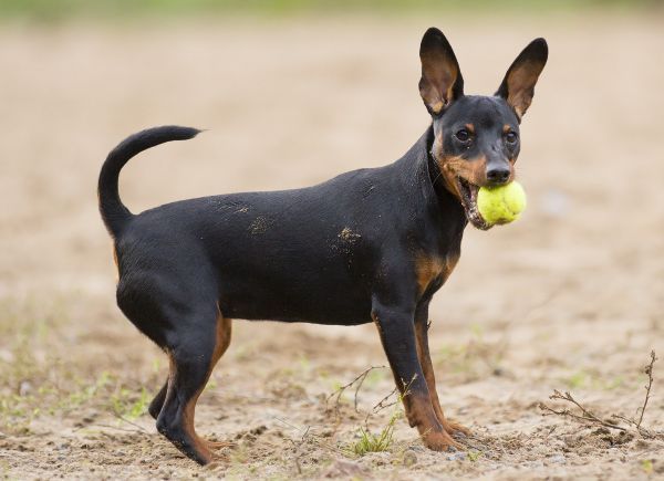A miniature pinscher is playing in the dog park on a cloudy day
