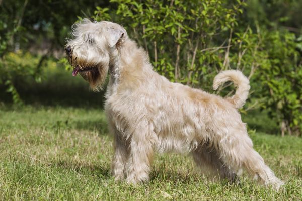 One dog of Irish Soft Coated Wheaten Terrier breed standing outdoors on green grass