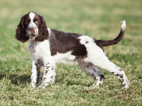 Springer Spaniel stands on the grass with its tail held out behind it