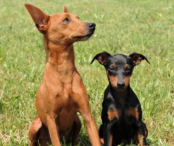 mother dog and puppy purebred miniature pinschers sit outdoors on the grass