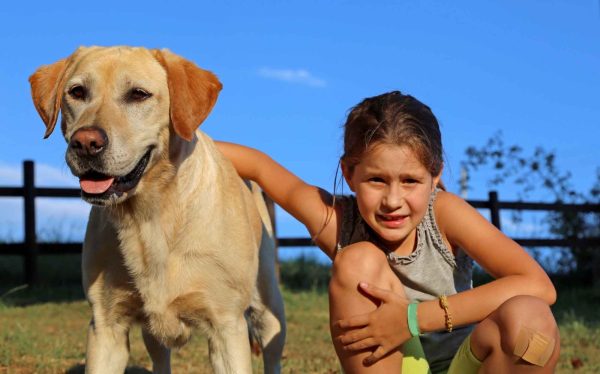 Young girl strokes her golden Labrador Retriever