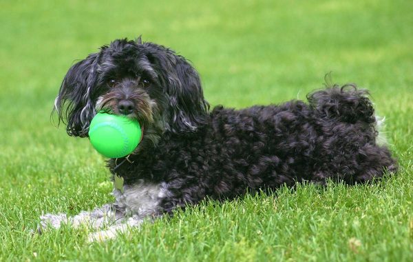 Moodle Maltipoo Dog playing with a green ball in the park