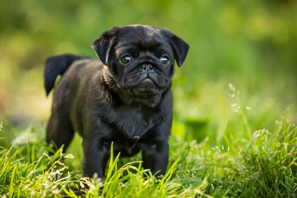 Best girl dog names for black puppy Bow Wow Meow