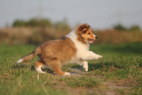 Shetland Sheepdog dog breed Bow Wow Meow Pet Insurance