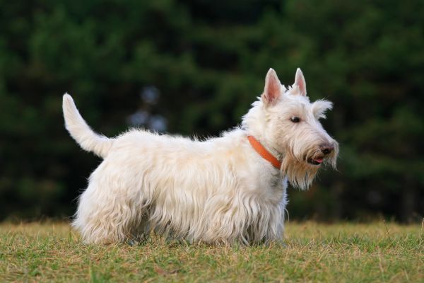 White scottish terrier, cute dog on green grass lawn