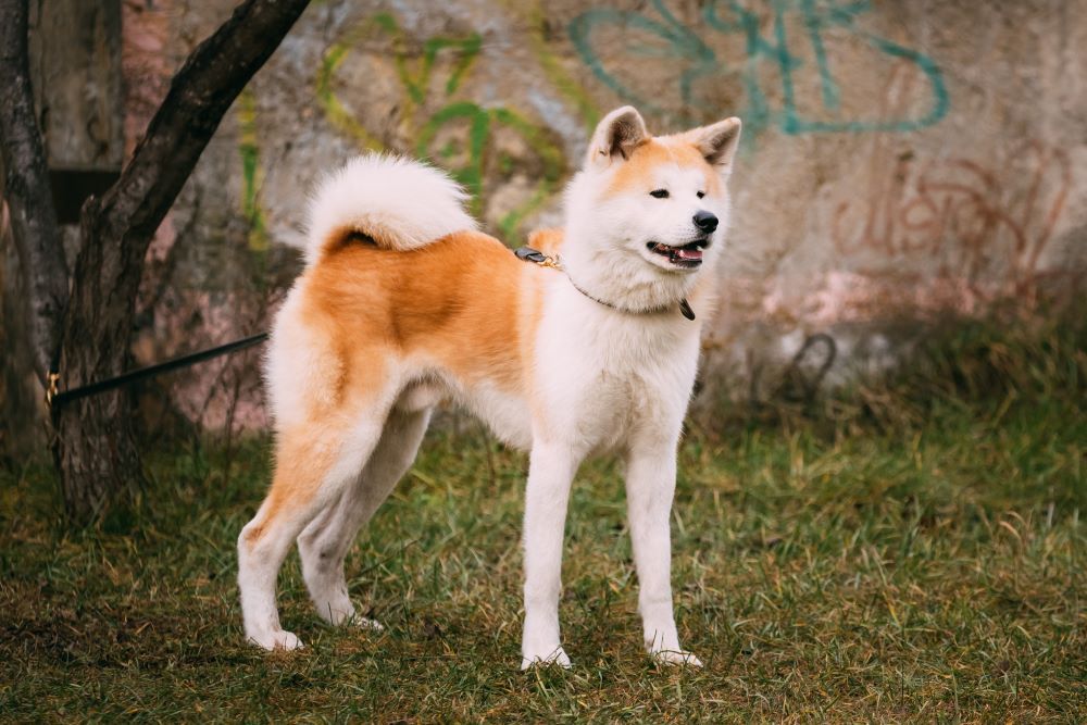 Akita Dog or Akita Inu, Japanese Akita standing outdoors.