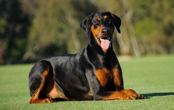 Doberman Pinscher dog lies outside on the grass