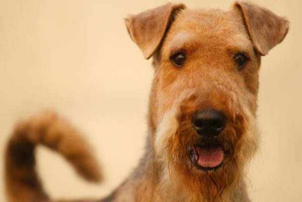 Grown-up brown and black haired purebred airedale terrier